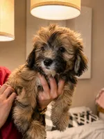 Hypoallergenic 6.5lbs Teddy Bear, a male Coton de Tulear and Yorkshire Terrier for sale in Fort Lauderdale, FL – 3 of 6