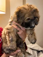 Hypoallergenic 6.5lbs Teddy Bear, a male Coton de Tulear and Yorkshire Terrier for sale in Fort Lauderdale, FL – 4 of 6