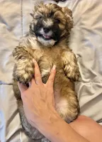 Hypoallergenic 4.5lbs Teddy Bear, a male Coton de Tulear and Yorkshire Terrier for sale in Fort Lauderdale, FL – Photo 5 of 5
