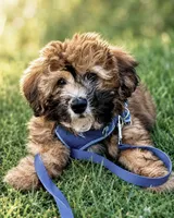 Hypoallergenic 8lbs Teddy Bear, a male Coton de Tulear and Yorkshire Terrier for sale in Fort Lauderdale, FL – 2 of 3