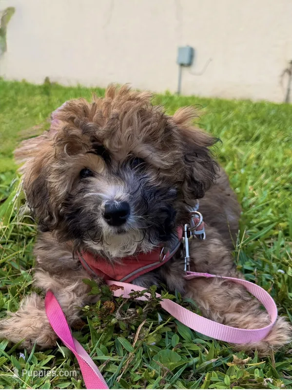 Hypoallergenic 6.5lbs Teddy Bear – Coton de Tulear, Yorkshire Terrier puppy for sale in Fort Lauderdale, FL