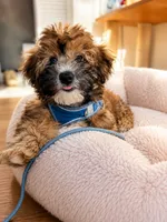Hypoallergenic 8lbs Teddy Bear, a male Coton de Tulear and Yorkshire Terrier for sale in Fort Lauderdale, FL – 3 of 3