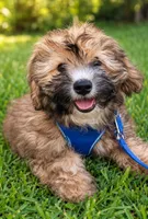 Hypoallergenic 8lbs Teddy Bear, a male Coton de Tulear and Yorkshire Terrier for sale in Fort Lauderdale, FL – 1 of 3