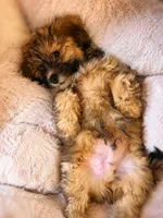 Hypoallergenic 6.5lbs Teddy Bear, a male Coton de Tulear and Yorkshire Terrier for sale in Fort Lauderdale, FL – 1 of 6