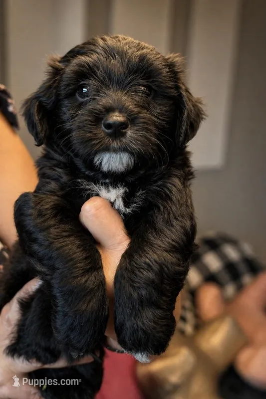 Hypoallergenic Teddy Bear 4.5lbs - Ready  – Coton de Tulear, Yorkshire Terrier puppy for sale in Fort Lauderdale, FL