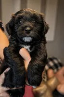 Hypoallergenic Teddy Bear 4.5lbs - Ready , a male Coton de Tulear and Yorkshire Terrier for sale in Fort Lauderdale, FL – Photo 1 of 9
