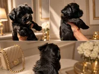 Hypoallergenic Teddy Bear 4.5lbs - Ready , a male Coton de Tulear and Yorkshire Terrier for sale in Fort Lauderdale, FL – Photo 4 of 9