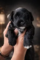 Hypoallergenic Teddy Bear 4.5lbs - Ready , a male Coton de Tulear and Yorkshire Terrier for sale in Fort Lauderdale, FL – Photo 5 of 9