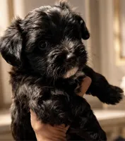 Hypoallergenic Teddy Bear 4.5lbs - Ready , a male Coton de Tulear and Yorkshire Terrier for sale in Fort Lauderdale, FL – Photo 3 of 9