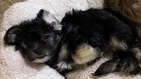 🖤 Tiny Teddy Bear Coton Yorkie Mix – Female – Ready Now 🖤, a female Coton de Tulear and Yorkshire Terrier for sale in Fort Lauderdale, FL – Photo 2 of 9