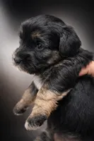 Lia, a female Coton de Tulear and Yorkshire Terrier for sale in Fort Lauderdale, FL – Photo 5 of 6