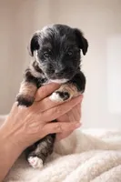 Lia, a female Coton de Tulear and Yorkshire Terrier for sale in Fort Lauderdale, FL – Photo 3 of 6