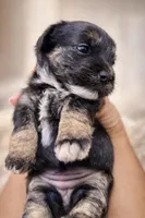 Lia, a female Coton de Tulear and Yorkshire Terrier for sale in Fort Lauderdale, FL – Photo 2 of 6