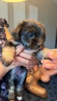 🖤 Tiny Teddy Bear Coton Yorkie Mix – Female – Ready Now 🖤, a female Coton de Tulear and Yorkshire Terrier for sale in Fort Lauderdale, FL – Photo 5 of 9