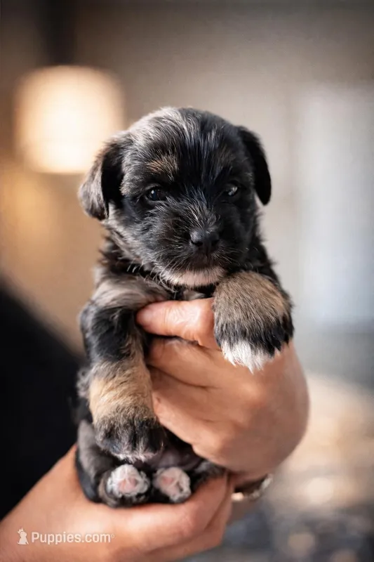 Lia – Coton de Tulear, Yorkshire Terrier puppy for sale in Fort Lauderdale, FL