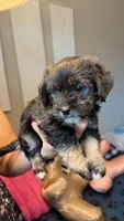 🖤 Tiny Teddy Bear Coton Yorkie Mix – Female – Ready Now 🖤, a female Coton de Tulear and Yorkshire Terrier for sale in Fort Lauderdale, FL – Photo 1 of 9