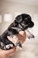 Lia, a female Coton de Tulear and Yorkshire Terrier for sale in Fort Lauderdale, FL – Photo 4 of 6