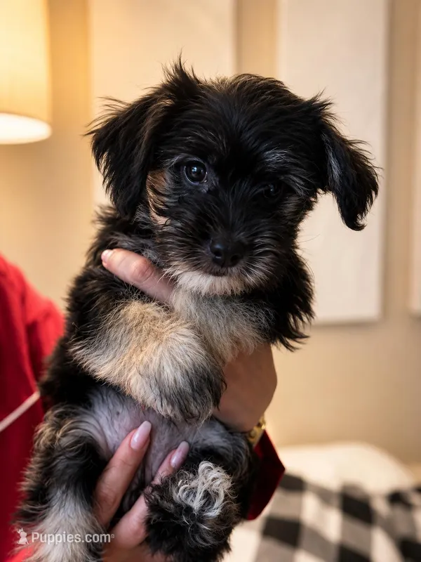 🖤 Tiny Teddy Bear Coton Yorkie Mix – Female – Ready Now 🖤 – Coton de Tulear, Yorkshire Terrier puppy for sale in Fort Lauderdale, FL