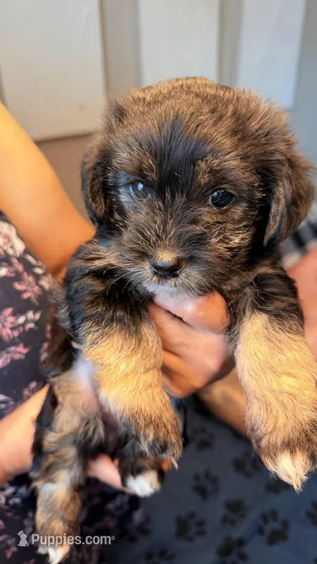Lia – Coton de Tulear, Yorkshire Terrier puppy for sale in Fort Lauderdale, FL