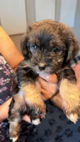 🖤 Tiny Teddy Bear Coton Yorkie Mix – Female – Ready Now 🖤, a female Coton de Tulear and Yorkshire Terrier for sale in Fort Lauderdale, FL – Photo 3 of 9