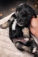 Lia, a female Coton de Tulear and Yorkshire Terrier for sale in Fort Lauderdale, FL – Photo 6 of 6