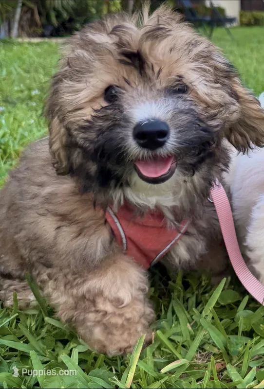Hypoallergenic 6.5lbs Teddy Bear – Coton de Tulear, Yorkshire Terrier puppy for sale in Fort Lauderdale, FL