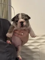 Persephone , a female English Bulldog for sale in Leominster, MA – 2 of 5