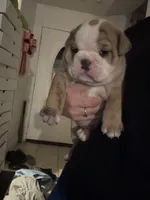 Devera , a female English Bulldog for sale in Leominster, MA – 1 of 5