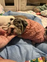 Persephone , a female English Bulldog for sale in Leominster, MA – 5 of 5