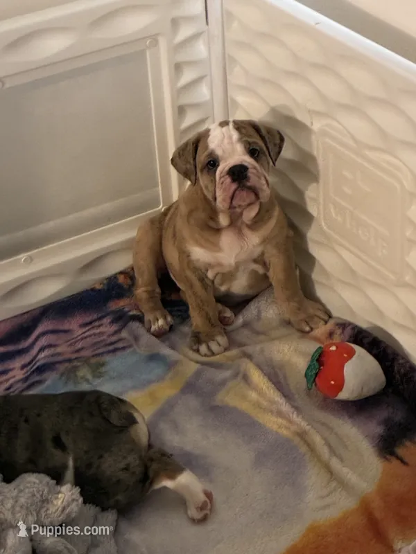 Truffle  – English Bulldog puppy for sale in Palm Bay, FL