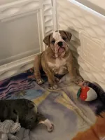 Truffle , a female English Bulldog for sale in Palm Bay, FL – 1 of 1