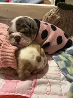 Fortuna , a female English Bulldog for sale in Leominster, MA – 3 of 5