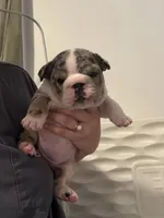 Persephone , a female English Bulldog for sale in Leominster, MA – 3 of 5