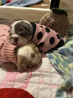 Fortuna , a female English Bulldog for sale in Leominster, MA – 4 of 5