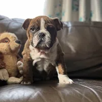 Gracie , a female English Bulldog for sale in Leominster, MA – 1 of 1