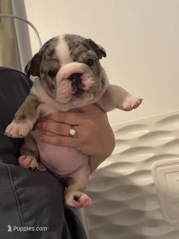 Persephone  – English Bulldog puppy for sale in Leominster, MA