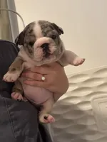 Persephone , a female English Bulldog for sale in Leominster, MA – 1 of 5
