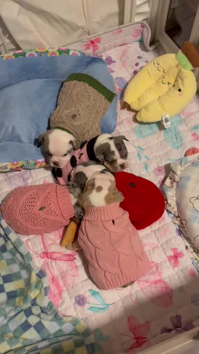 Fortuna , a female English Bulldog for sale in Leominster, MA – 5 of 5
