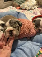 Persephone , a female English Bulldog for sale in Leominster, MA – 4 of 5