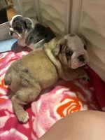 Devera , a female English Bulldog for sale in Leominster, MA – 3 of 5