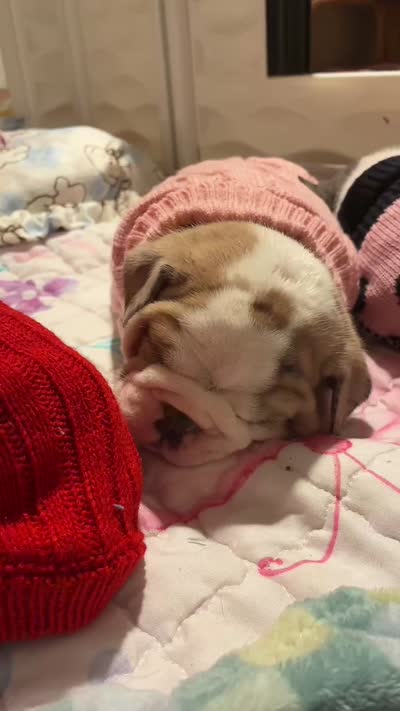 Devera , a female English Bulldog for sale in Leominster, MA – 5 of 5
