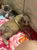 Devera , a female English Bulldog for sale in Leominster, MA – 2 of 5