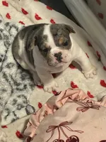Fortuna , a female English Bulldog for sale in Leominster, MA – 1 of 5