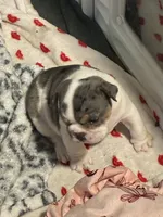 Fortuna , a female English Bulldog for sale in Leominster, MA – 2 of 5