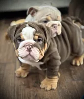 River , a male English Bulldog for sale in Williamsburg, KY – Photo 5 of 5