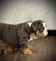 River , a male English Bulldog for sale in Williamsburg, KY – Photo 3 of 5