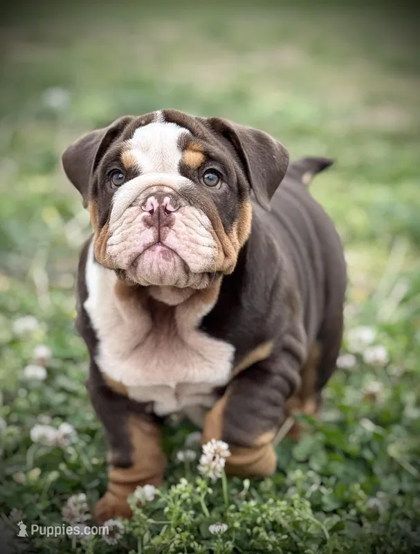 River  – English Bulldog puppy for sale in Williamsburg, KY