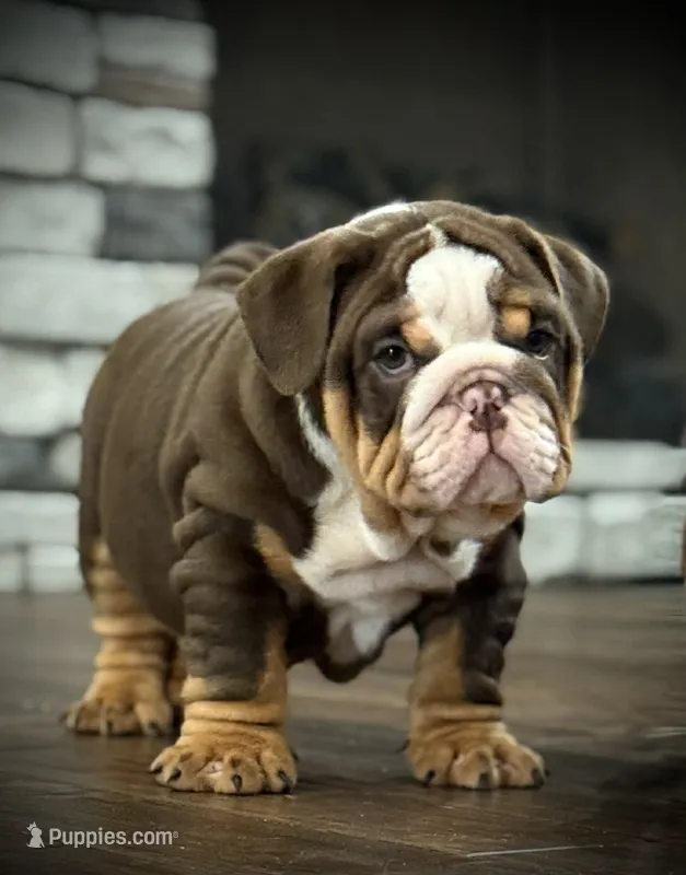 River  – English Bulldog puppy for sale in Williamsburg, KY