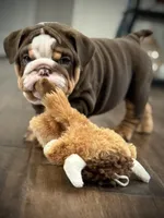 River , a male English Bulldog for sale in Williamsburg, KY – Photo 2 of 5