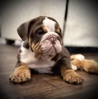 River , a male English Bulldog for sale in Williamsburg, KY – Photo 4 of 5